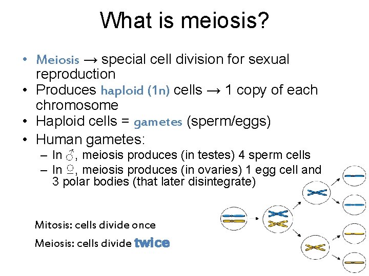 What is meiosis? • Meiosis → special cell division for sexual reproduction • Produces
