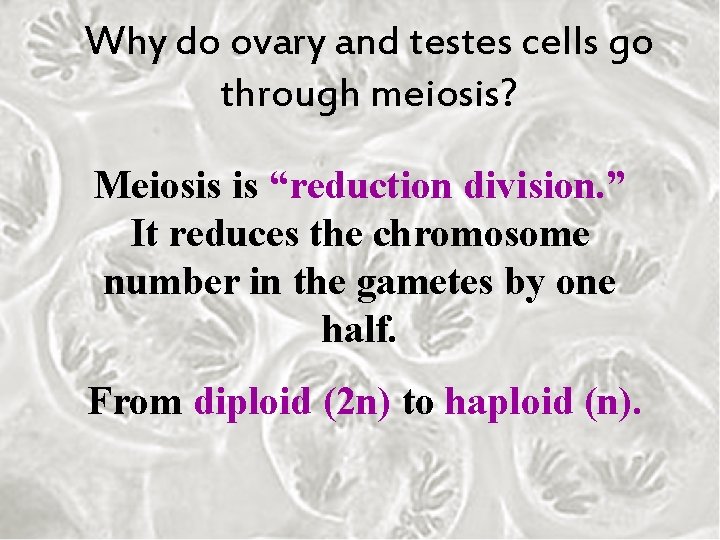 Why do ovary and testes cells go through meiosis? Meiosis is “reduction division. ”