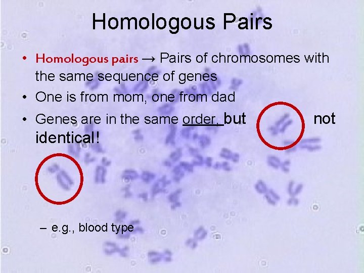 Homologous Pairs • Homologous pairs → Pairs of chromosomes with the same sequence of