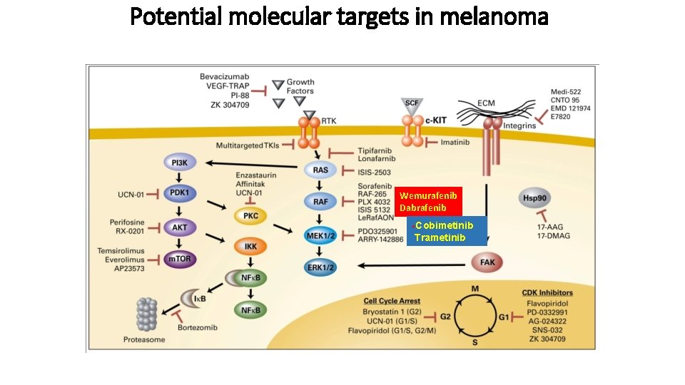 Potential molecular targets in melanoma Wemurafenib Dabrafenib +Cobimetinib Trametinib 