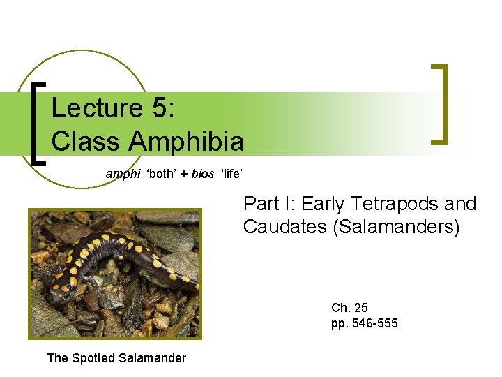 Lecture 5: Class Amphibia amphi ‘both’ + bios ‘life’ Part I: Early Tetrapods and