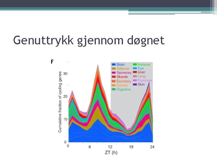 Genuttrykk gjennom døgnet 