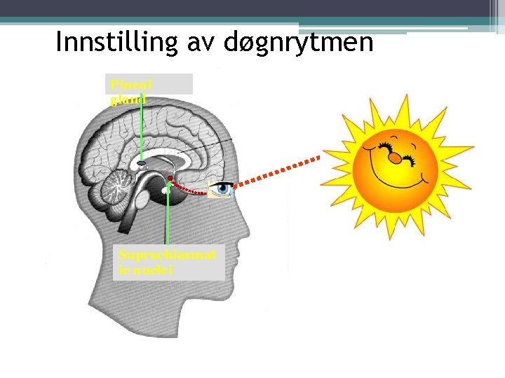 Innstilling av døgnrytmen Pineal gland Suprachiasmat ic nuclei 