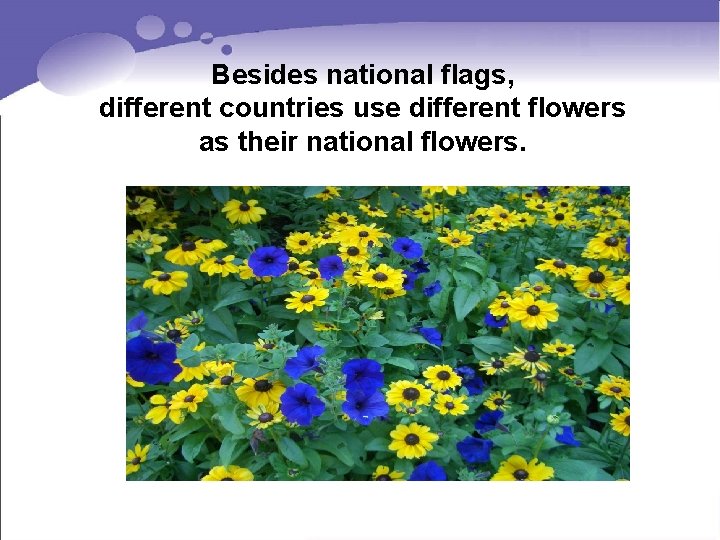 Besides national flags, different countries use different flowers as their national flowers. Besides national flags, different countries use different flowers as their national flowers.