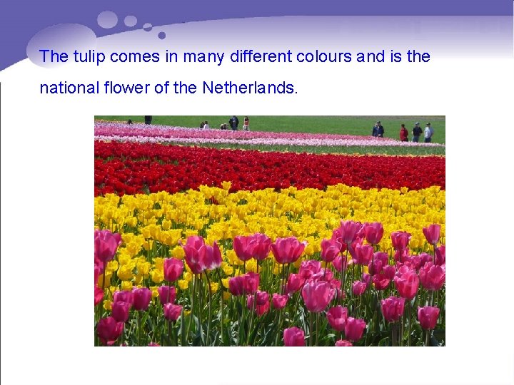 The tulip comes in many different colours and is the national flower of the The tulip comes in many different colours and is the national flower of the