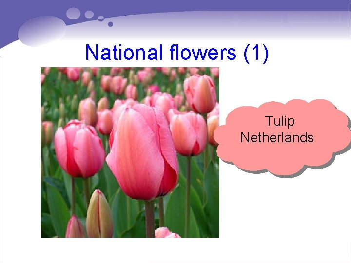 National flowers (1) Tulip Netherlands National flowers (1) Tulip Netherlands