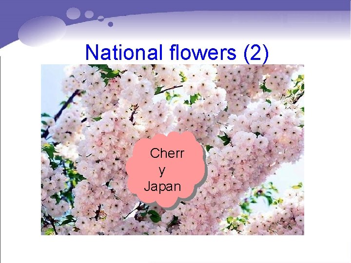 National flowers (2) Cherr y Japan National flowers (2) Cherr y Japan