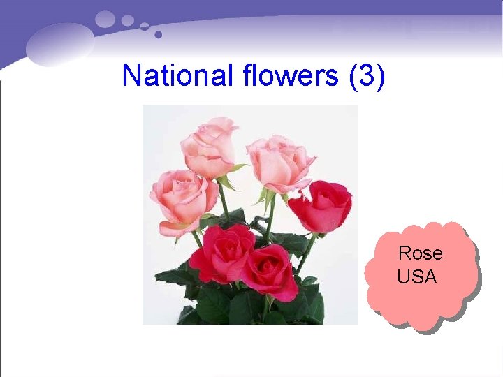 National flowers (3) Rose USA National flowers (3) Rose USA