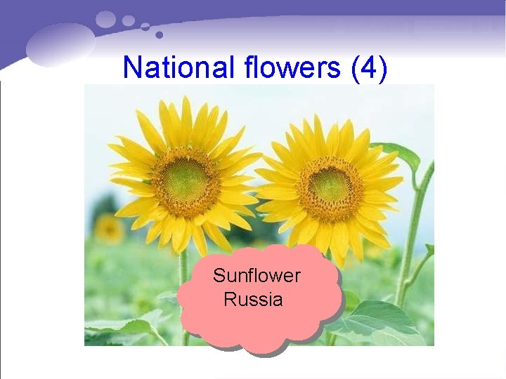 National flowers (4) Sunflower Russia National flowers (4) Sunflower Russia