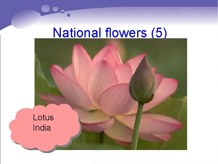 National flowers (5) Lotus India National flowers (5) Lotus India