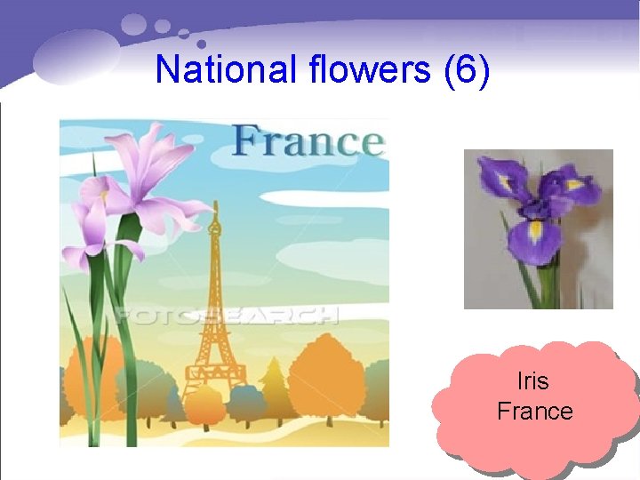 National flowers (6) Iris France National flowers (6) Iris France