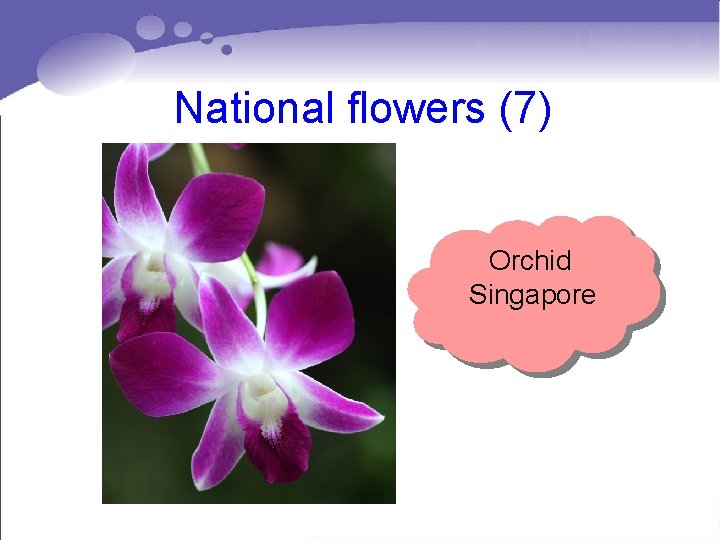 National flowers (7) Orchid Singapore National flowers (7) Orchid Singapore