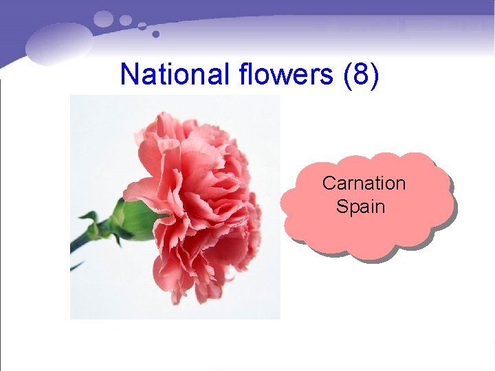 National flowers (8) Carnation Spain National flowers (8) Carnation Spain