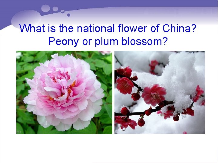 What is the national flower of China? Peony or plum blossom? • Contents What is the national flower of China? Peony or plum blossom? • Contents