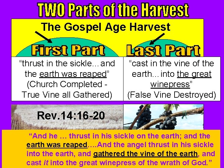 The Gospel Age Harvest “thrust in the sickle…and the earth was reaped” (Church Completed