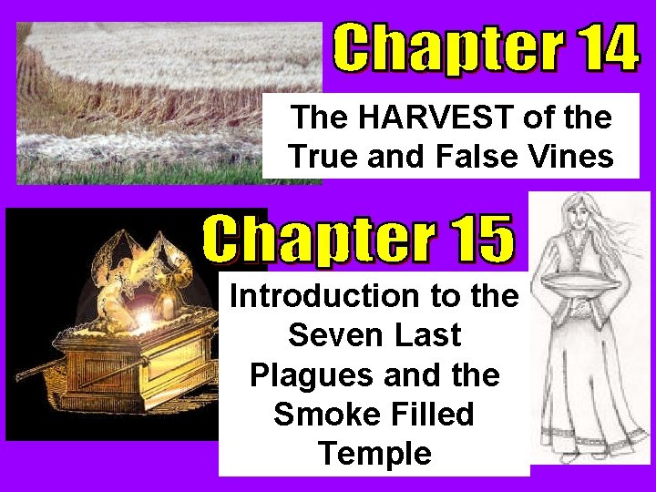 The HARVEST of the True and False Vines Introduction to the Seven Last Plagues