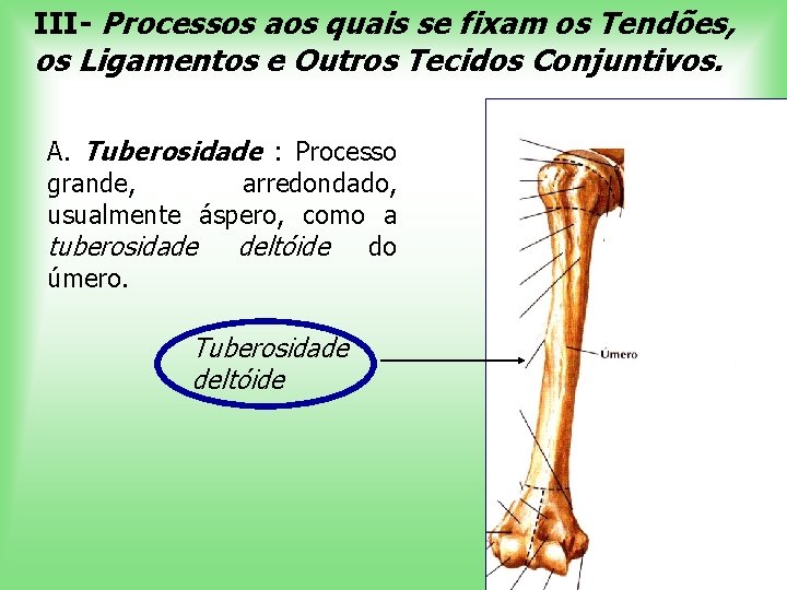 III- Processos aos quais se fixam os Tendões, os Ligamentos e Outros Tecidos Conjuntivos.