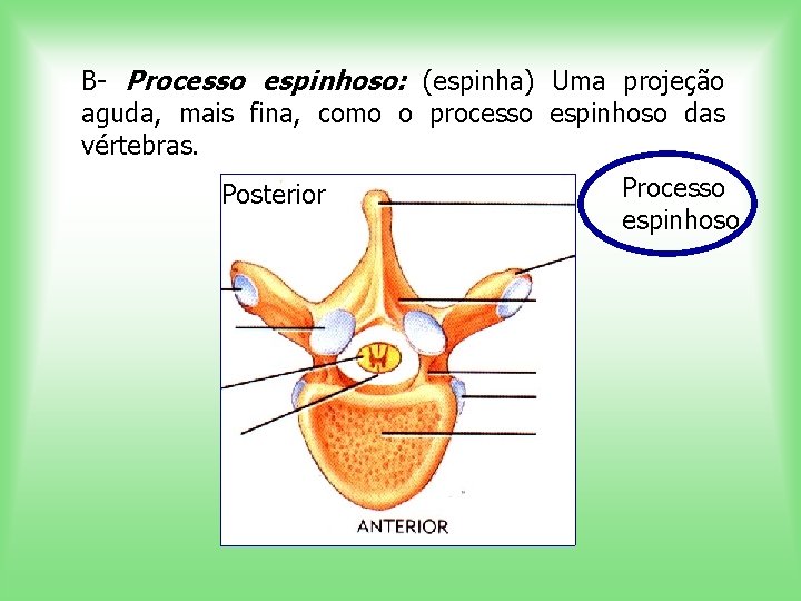 B- Processo espinhoso: (espinha) Uma projeção aguda, mais fina, como o processo espinhoso das
