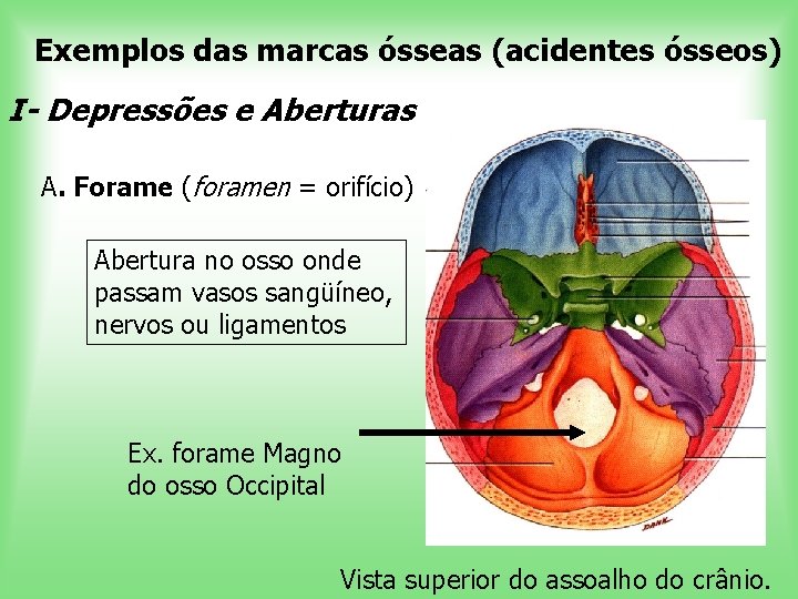 Exemplos das marcas ósseas (acidentes ósseos) I- Depressões e Aberturas A. Forame (foramen =