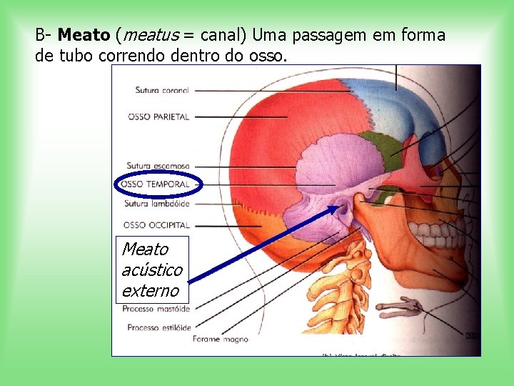 B- Meato (meatus = canal) Uma passagem em forma de tubo correndo dentro do