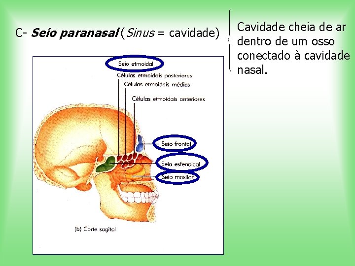 C- Seio paranasal (Sinus = cavidade) Cavidade cheia de ar dentro de um osso