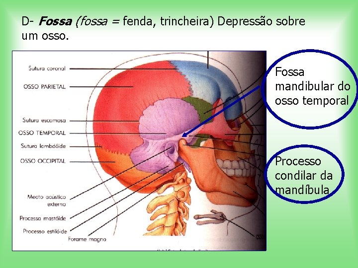 D- Fossa (fossa = fenda, trincheira) Depressão sobre um osso. Fossa mandibular do osso