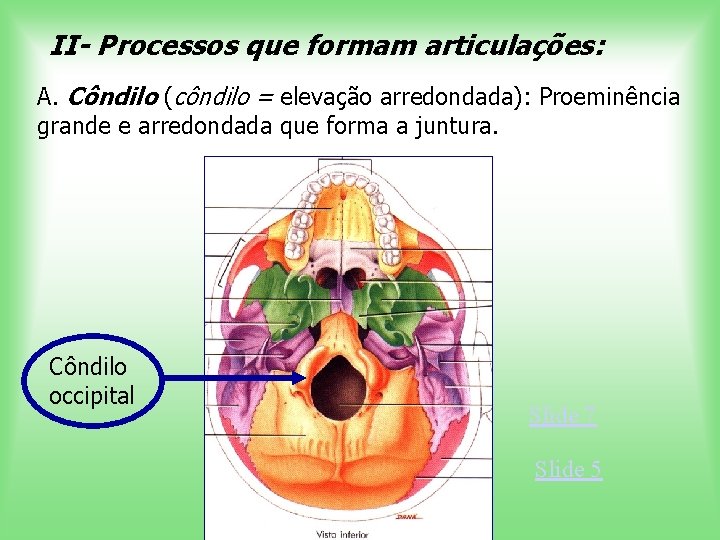 II- Processos que formam articulações: A. Côndilo (côndilo = elevação arredondada): Proeminência grande e
