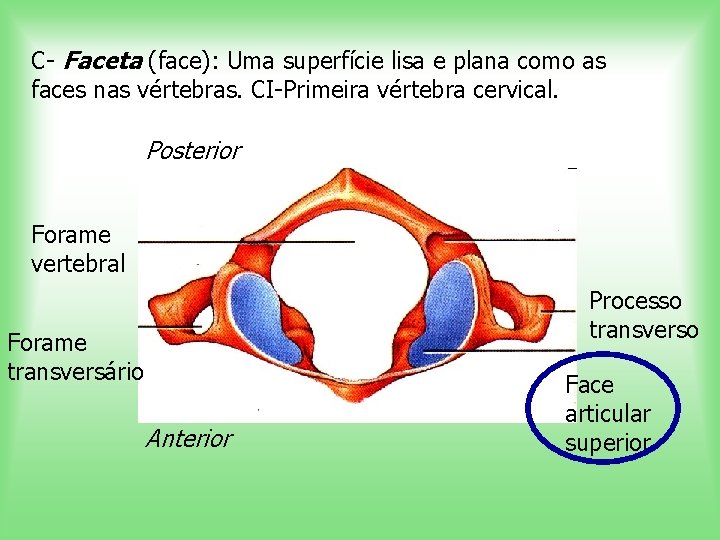 C- Faceta (face): Uma superfície lisa e plana como as faces nas vértebras. CI-Primeira