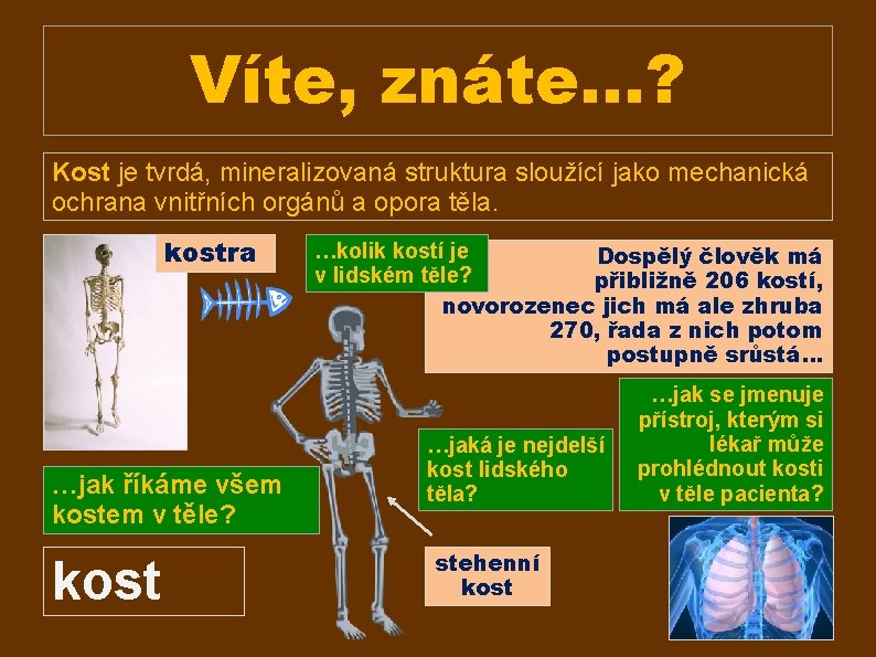 Víte, znáte…? Kost je tvrdá, mineralizovaná struktura sloužící jako mechanická ochrana vnitřních orgánů a