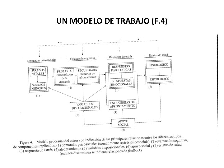 UN MODELO DE TRABAJO (F. 4) 