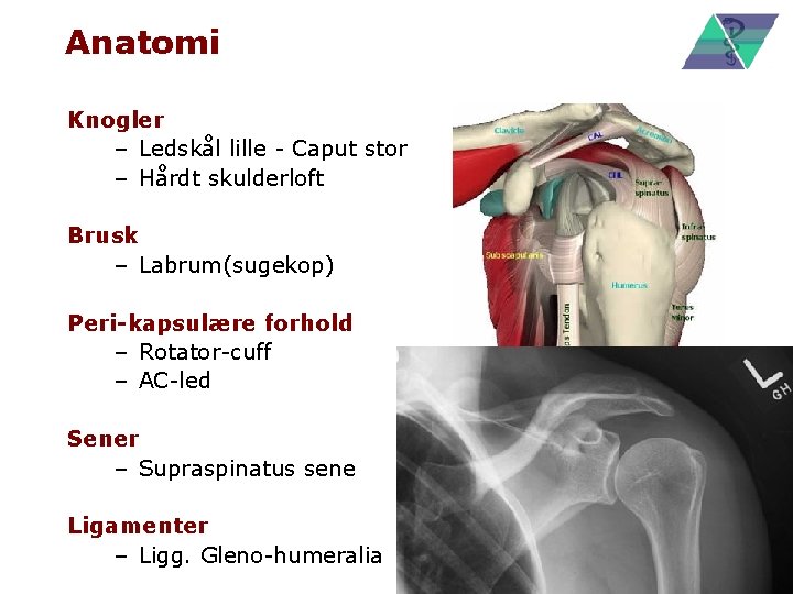 Anatomi Knogler – Ledskål lille - Caput stor – Hårdt skulderloft Brusk – Labrum(sugekop)