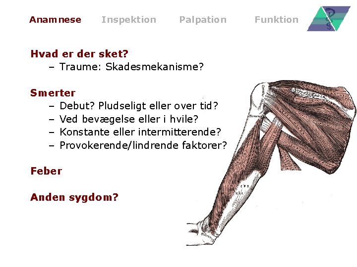 Anamnese Inspektion Palpation Hvad er der sket? – Traume: Skadesmekanisme? Smerter – Debut? Pludseligt