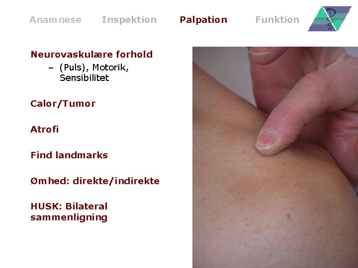 Anamnese Inspektion Neurovaskulære forhold – (Puls), Motorik, Sensibilitet Calor/Tumor Atrofi Find landmarks Ømhed: direkte/indirekte