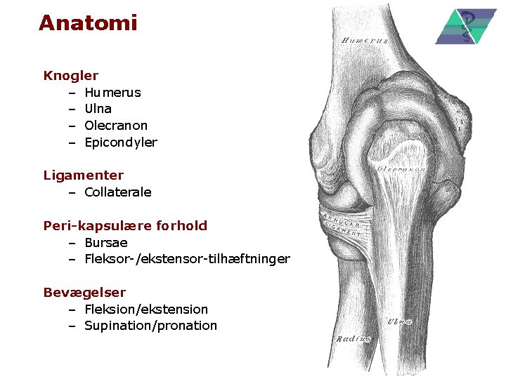 Anatomi Knogler – Humerus – Ulna – Olecranon – Epicondyler Ligamenter – Collaterale Peri-kapsulære