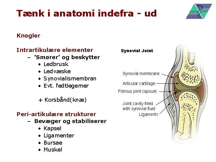 Tænk i anatomi indefra - ud Knogler Intrartikulære elementer – ’Smører’ og beskytter •