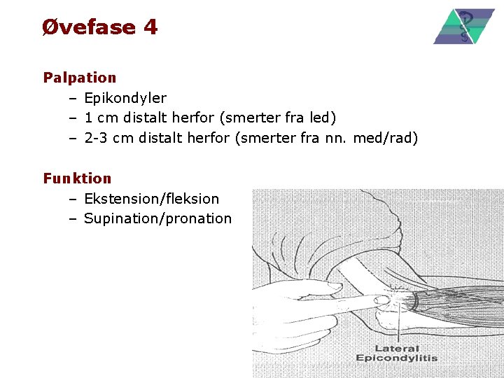 Øvefase 4 Palpation – Epikondyler – 1 cm distalt herfor (smerter fra led) –