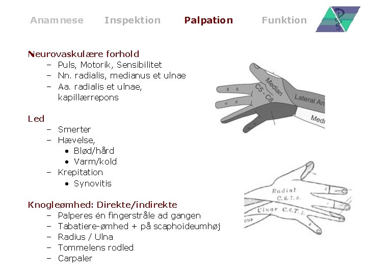 Anamnese Inspektion Palpation Neurovaskulære forhold – Puls, Motorik, Sensibilitet – Nn. radialis, medianus et