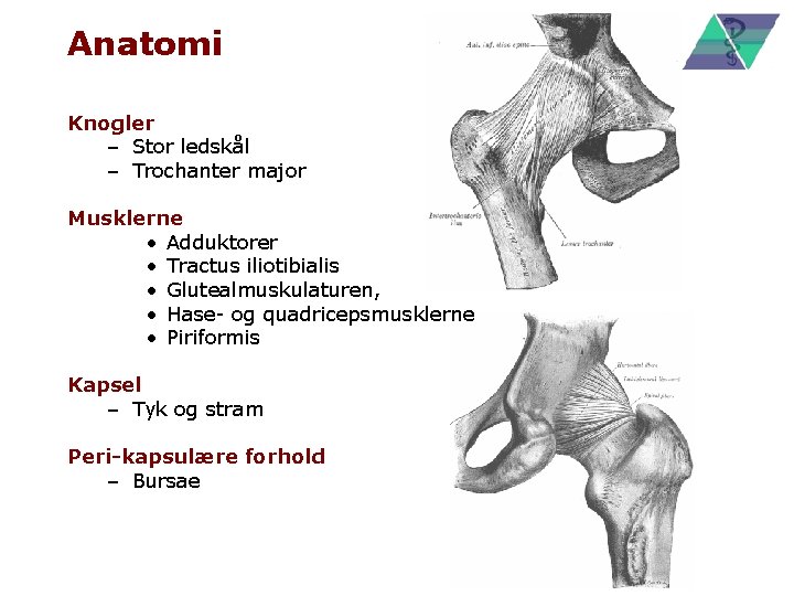 Anatomi Knogler – Stor ledskål – Trochanter major Musklerne • Adduktorer • Tractus iliotibialis