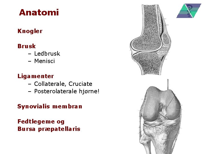 Anatomi Knogler Brusk – Ledbrusk – Menisci Ligamenter – Collaterale, Cruciate – Posterolaterale hjørne!