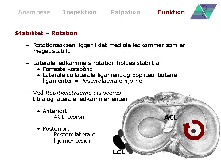 Anamnese Inspektion Palpation Funktion Stabilitet – Rotationsaksen ligger i det mediale ledkammer som er