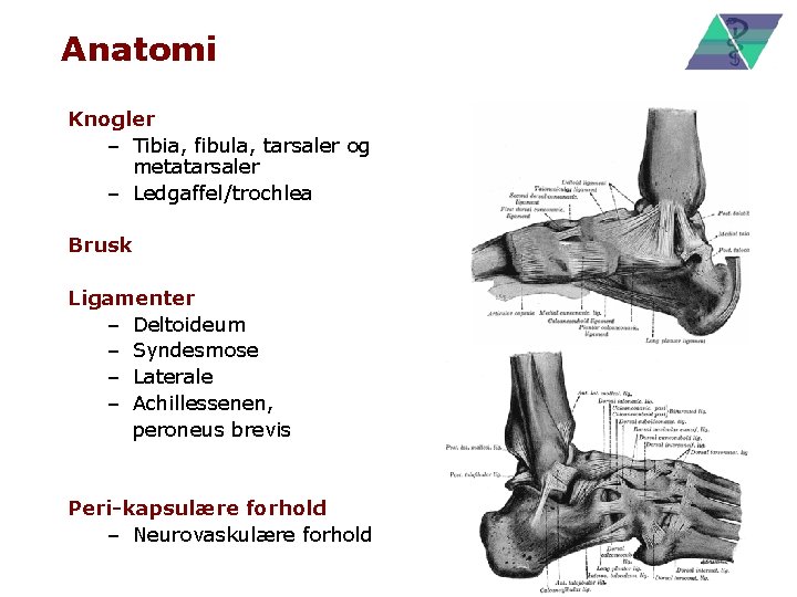 Anatomi Knogler – Tibia, fibula, tarsaler og metatarsaler – Ledgaffel/trochlea Brusk Ligamenter – Deltoideum