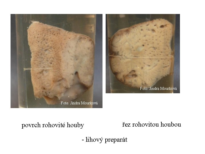 Foto: Jindra Mourková povrch rohovité houby řez rohovitou houbou - lihový preparát 