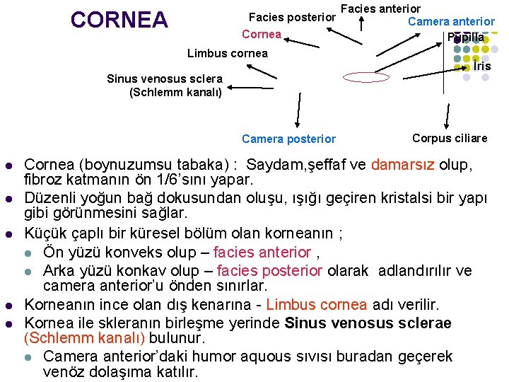 CORNEA Facies posterior Cornea Facies anterior Camera anterior Pupilla Limbus cornea İris Sinus venosus