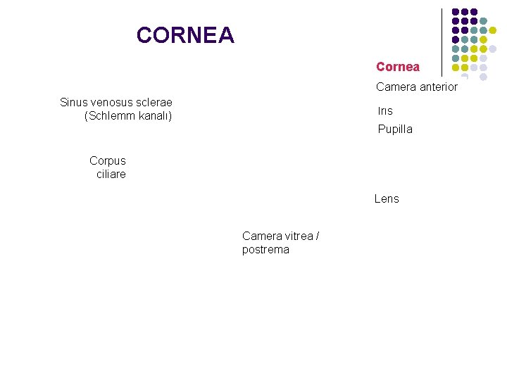 CORNEA Cornea Camera anterior Sinus venosus sclerae (Schlemm kanalı) İris Pupilla Corpus ciliare Lens
