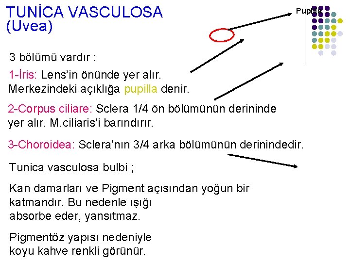 TUNİCA VASCULOSA (Uvea) Pupilla 3 bölümü vardır : 1 -İris: Lens’in önünde yer alır.