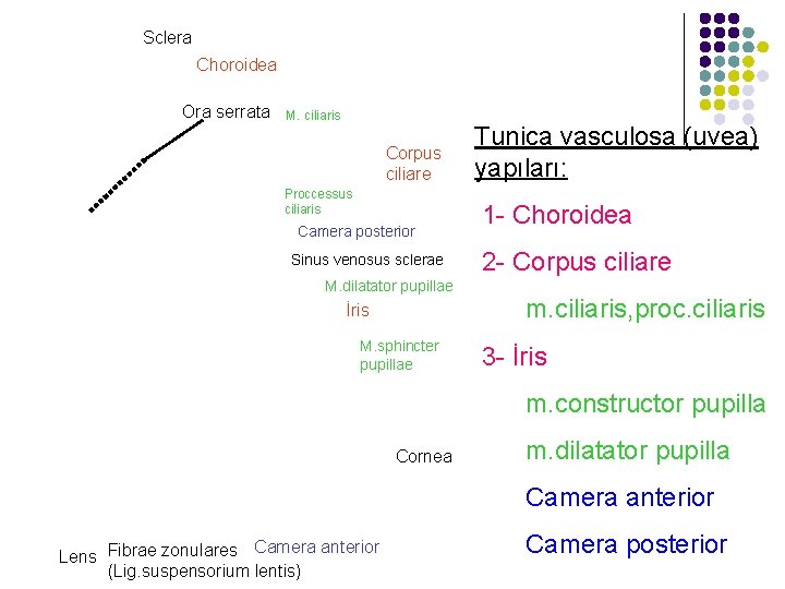 Sclera Choroidea Ora serrata M. ciliaris Corpus ciliare Proccessus ciliaris Camera posterior Sinus venosus