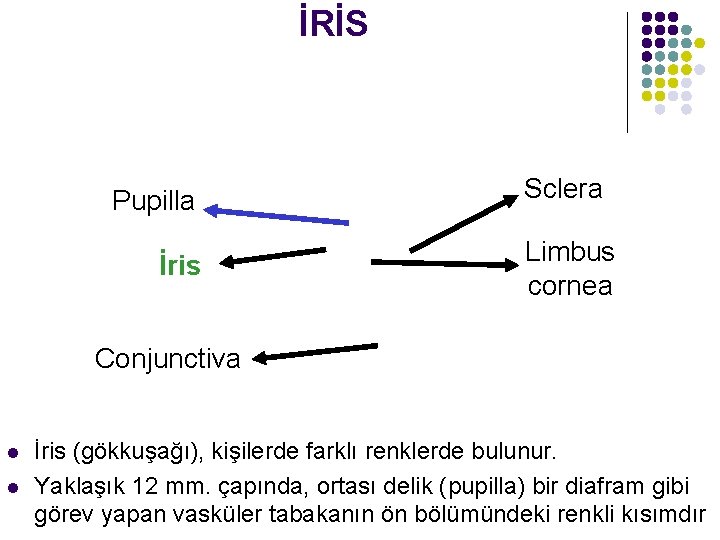 İRİS Pupilla İris Sclera Limbus cornea Conjunctiva l l İris (gökkuşağı), kişilerde farklı renklerde