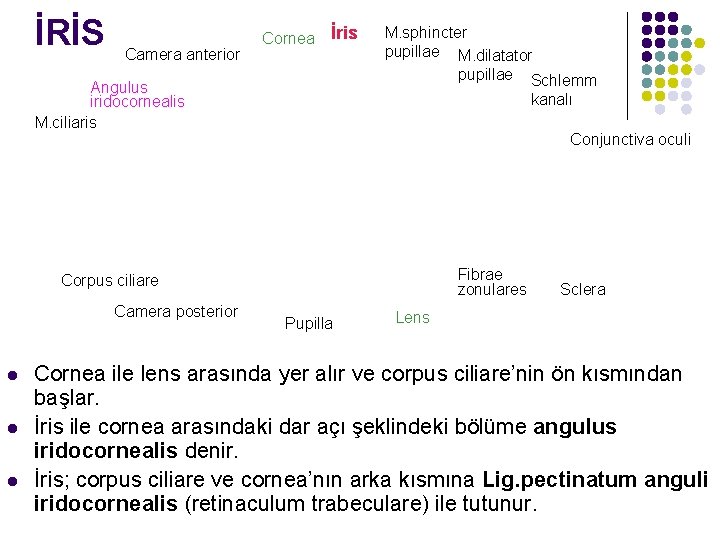 İRİS Camera anterior Cornea İris Angulus iridocornealis M. ciliaris M. sphincter pupillae M. dilatator