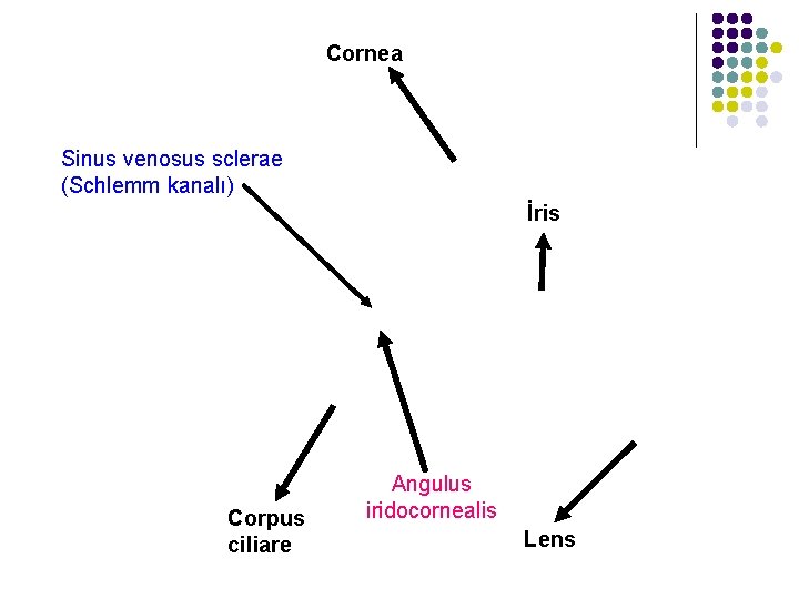 Cornea Sinus venosus sclerae (Schlemm kanalı) İris Corpus ciliare Angulus iridocornealis Lens 