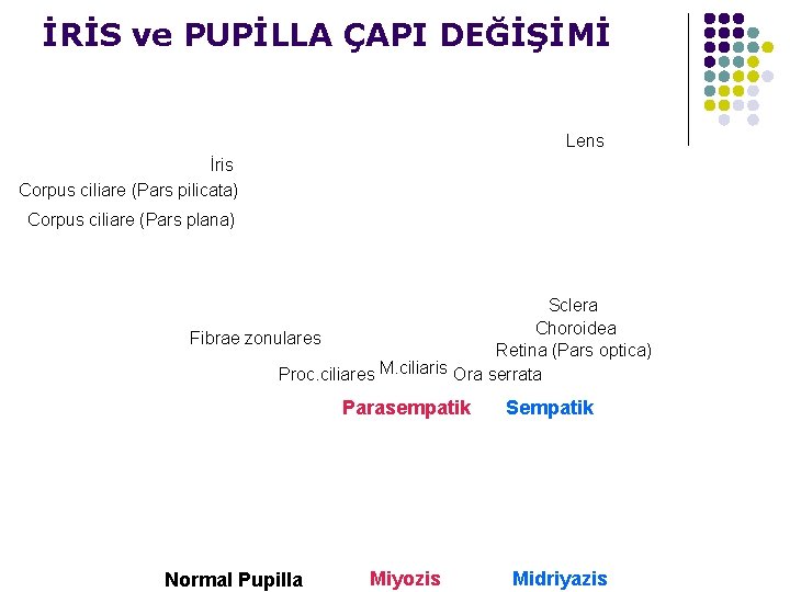 İRİS ve PUPİLLA ÇAPI DEĞİŞİMİ Lens İris Corpus ciliare (Pars pilicata) Corpus ciliare (Pars